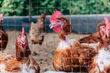 Tayland 'daki geleneksel tavuk çiftliğindeki tavukların resmi