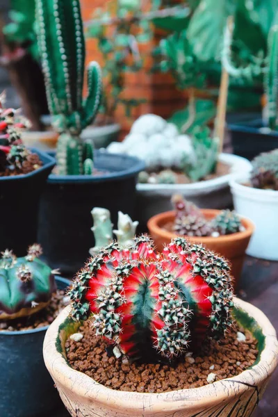Tiny Potted Cactus. Plants in a pots. Home decor.