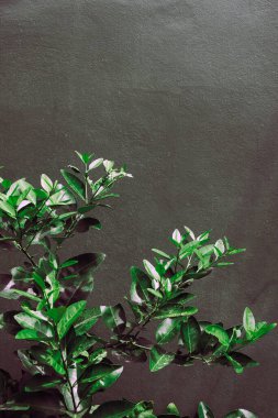 Lemon ağacının resmini kapat 