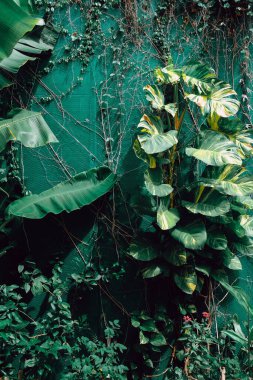 Tropik yeşil yapraklı dikey bahçe. Doğa arkaplanı
