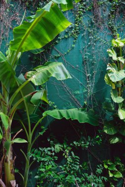 Tropik yeşil yapraklı dikey bahçe. Doğa arkaplanı