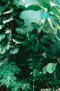 Tropik yeşil yapraklı dikey bahçe. Doğa arkaplanı