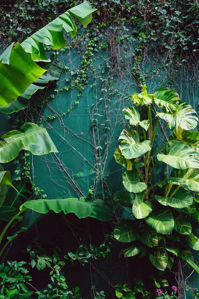 Vertikaler Garten Mit Tropischen Grünen Blättern Hintergrund Natur — Stockfoto