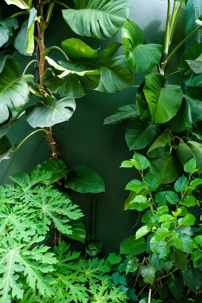 Jardin Vertical Avec Feuille Verte Tropicale Contexte Naturel — Photo