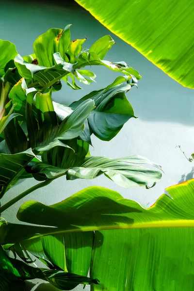Zbliżenie Obraz Zielonego Drzewa Bananowego Liści Zewnątrz — Zdjęcie stockowe