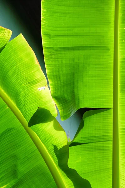 Close Beeld Van Groene Bananenboom Bladeren Buiten — Stockfoto