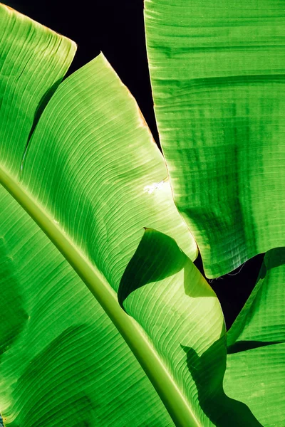 Close Beeld Van Groene Bananenboom Bladeren Buiten — Stockfoto