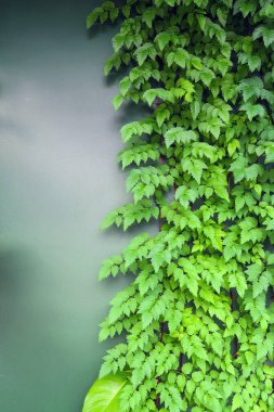 Duvarda yeşil sarmaşık resmi. Doğa arkaplanı