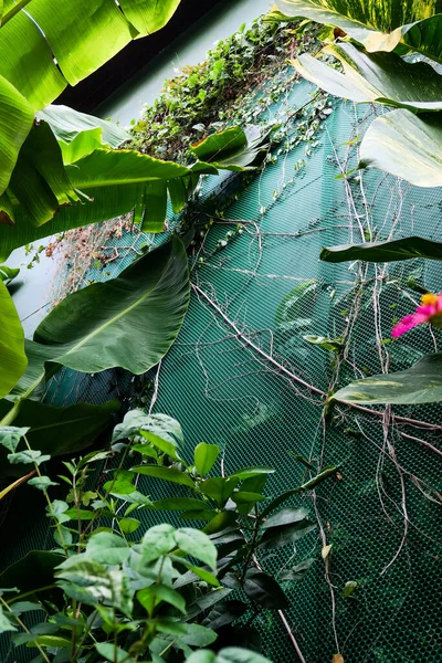 Jardín Vertical Con Hoja Verde Tropical Fondo Naturaleza —  Fotos de Stock