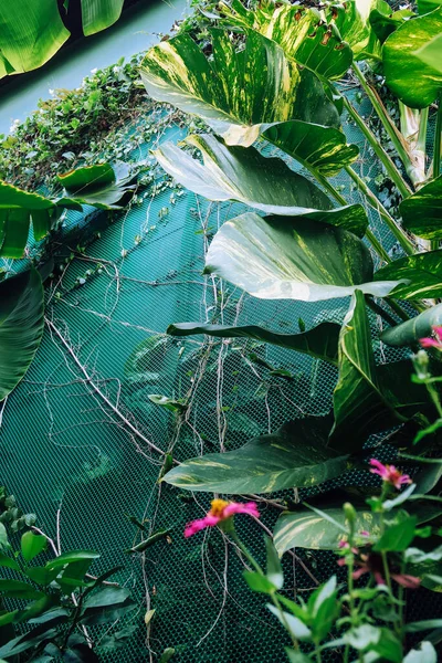 Jardín Vertical Con Hoja Verde Tropical Fondo Naturaleza —  Fotos de Stock