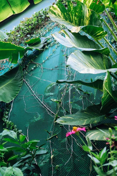 Jardín Vertical Con Hoja Verde Tropical Fondo Naturaleza —  Fotos de Stock