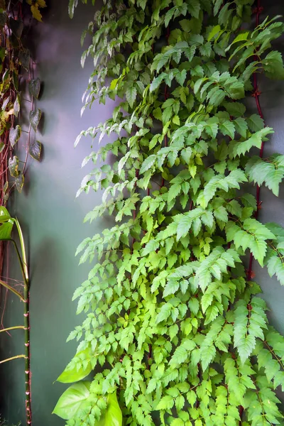 Bild Von Grünem Efeu Der Wand Hintergrund Natur — Stockfoto