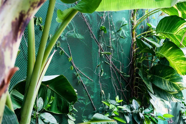 Verticale Tuin Met Tropisch Groen Blad Natuur Achtergrond — Stockfoto