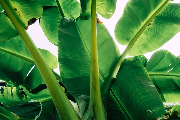 Close Beeld Van Groene Bananenboom Bladeren Buiten — Stockfoto