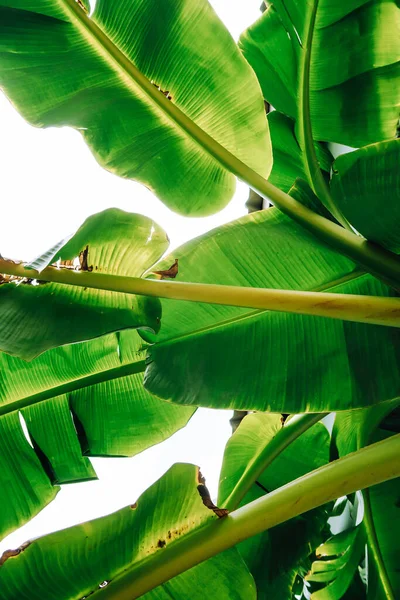 Zbliżenie Obraz Zielonego Drzewa Bananowego Liści Zewnątrz — Zdjęcie stockowe
