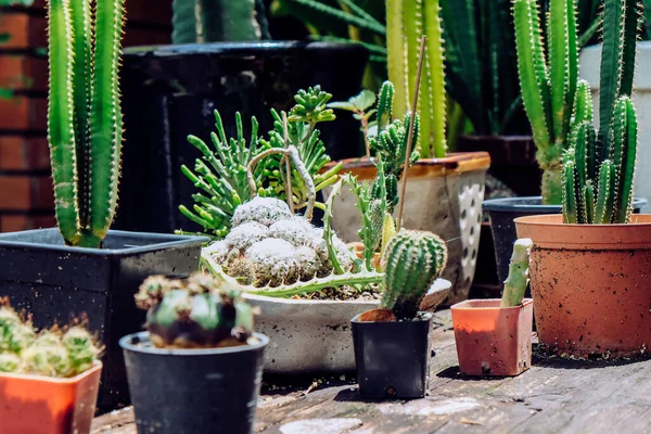 Tiny Potted Cactus Plants Pots Home Decor — Stock Photo, Image