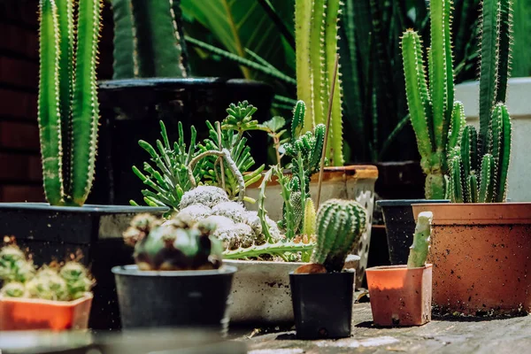 Petit Cactus Pot Plantes Dans Des Pots Décor Maison — Photo