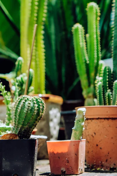 Tiny Potted Cactus Plants Pots Home Decor — Stock Photo, Image