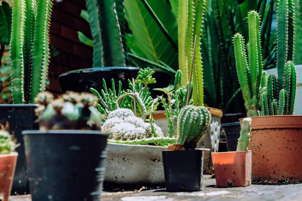 Petit Cactus Pot Plantes Dans Des Pots Décor Maison — Photo