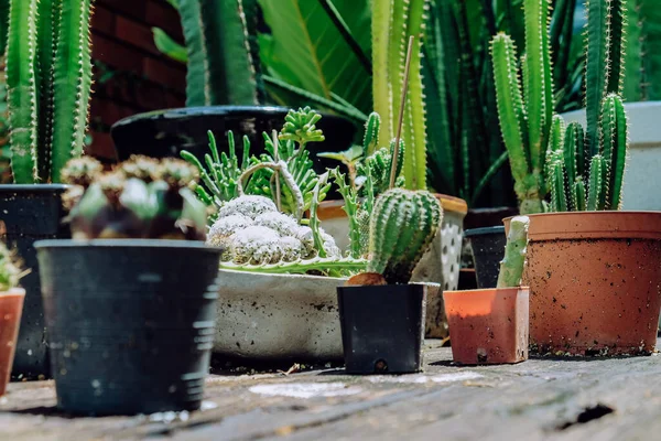 Petit Cactus Pot Plantes Dans Des Pots Décor Maison — Photo