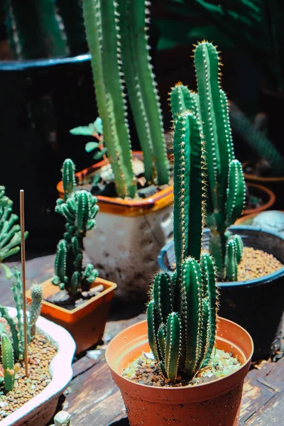 Tiny Potted Cactus Plants Pots Home Decor — Stock Photo, Image