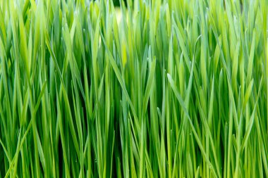 Taze Bahar Yeşil Çim