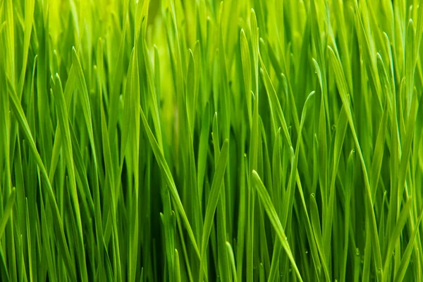 Fresh spring green grass — Stock Photo, Image