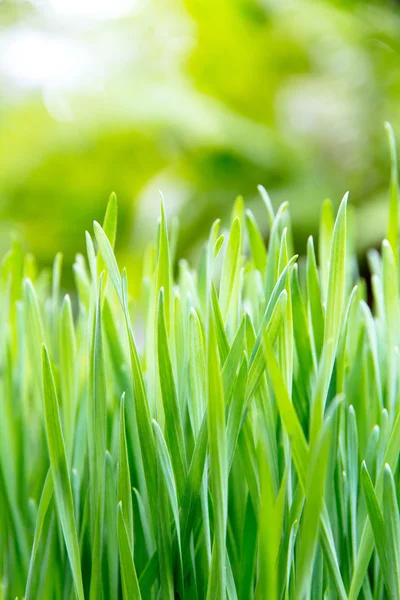 Herbe verte fraîche de printemps — Photo