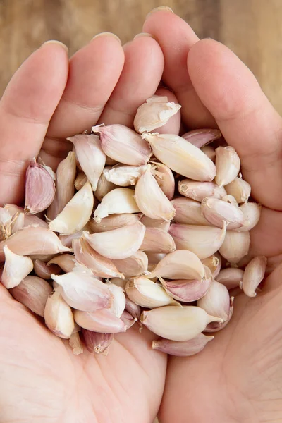 Hand holding organic garlic — Stock Photo, Image