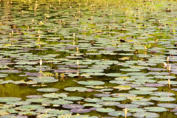 Waterlily, lotus flowers in pond — Stock Photo, Image