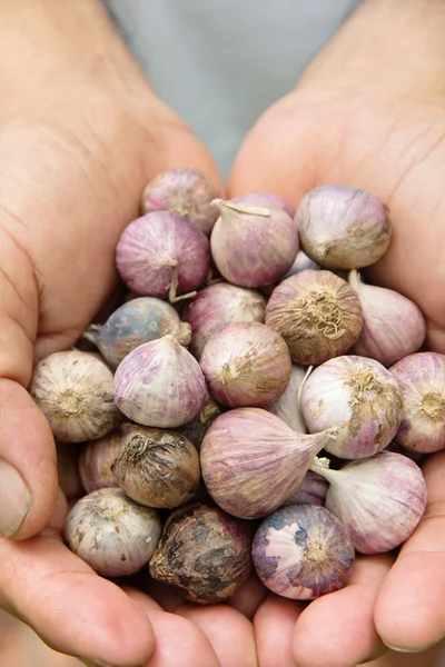 Fresh organic garlic — Stock Photo, Image