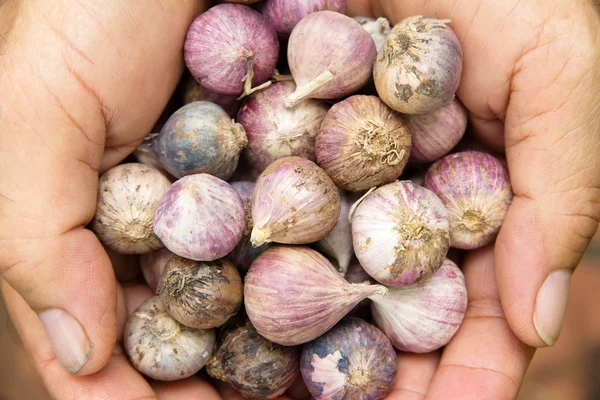 Fresh organic garlic — Stock Photo, Image