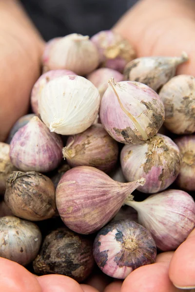 Ajo orgánico fresco — Foto de Stock