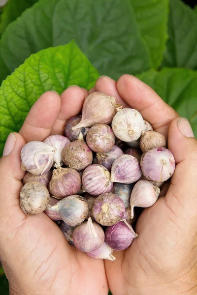 Ajo orgánico fresco — Foto de Stock