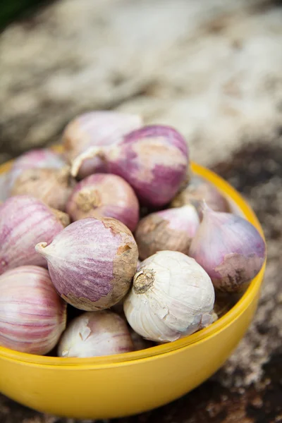 Verse organische knoflook — Stockfoto