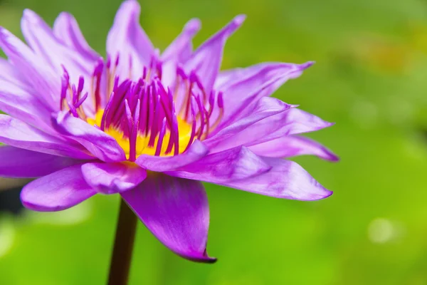 Pink lotus flower közelről — Stock Fotó