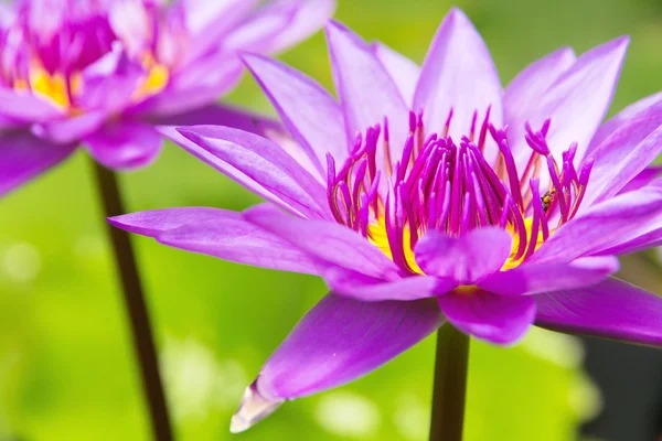 Pink lotus flower közelről — Stock Fotó