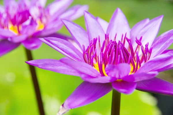 粉红色莲花花特写 — 图库照片