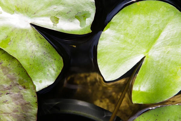 Lotus in de vijver — Stockfoto