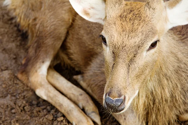 Axis Deer — Stock Photo, Image