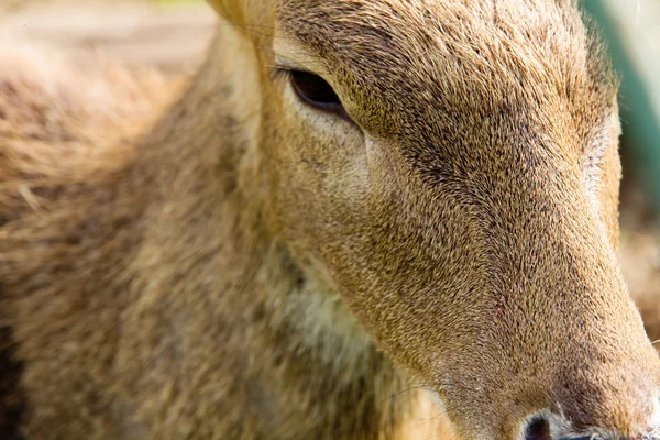 Close up of Axis Deer face — Stock Photo, Image