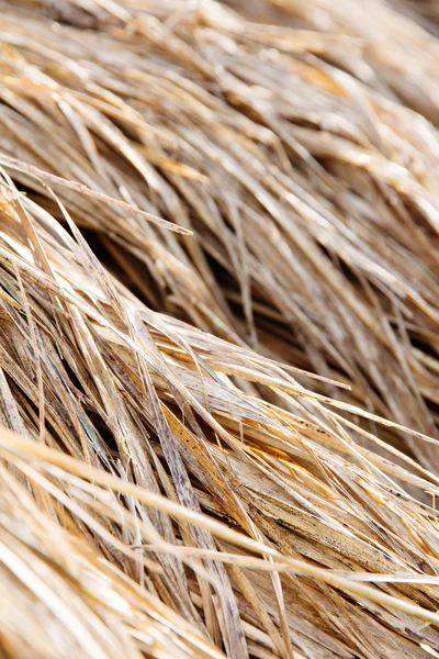 Close up of rice straw in farm — Stock Photo, Image