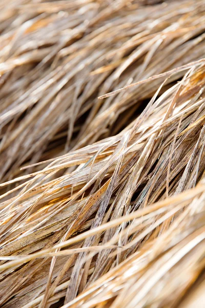 Close up de palha de arroz na fazenda — Fotografia de Stock