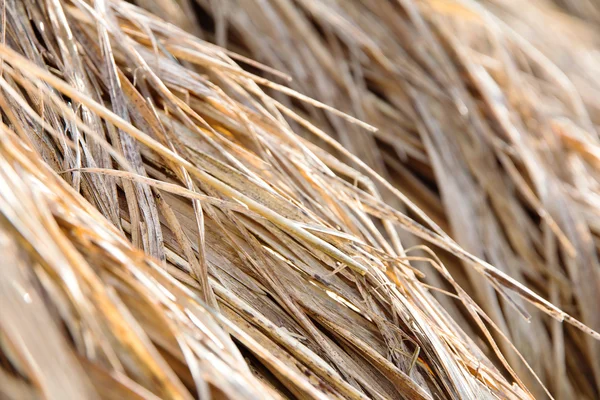 Primer plano de la paja de arroz en la granja — Foto de Stock