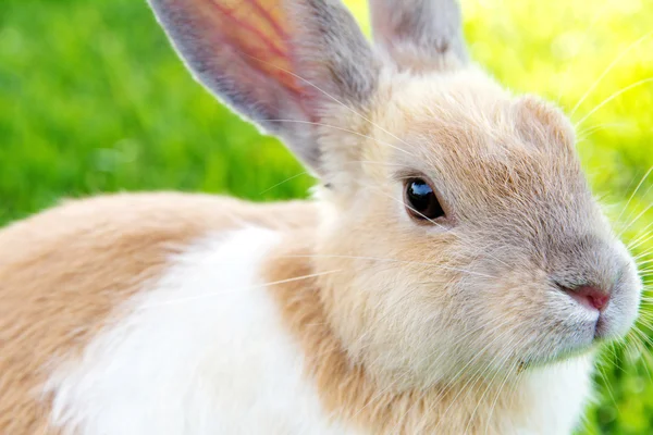 Sød kanin på græsset - Stock-foto