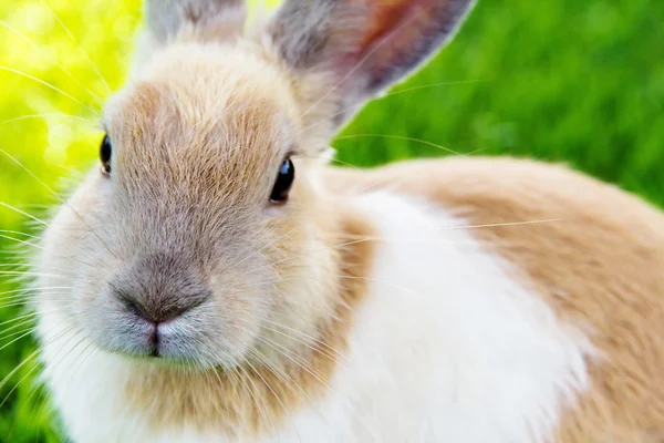 Niedliche Hasen auf dem Gras — Stockfoto