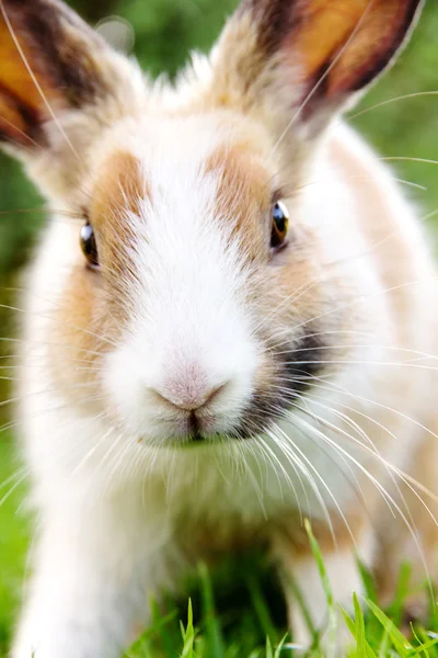 Carino coniglio coniglio sull'erba — Foto Stock