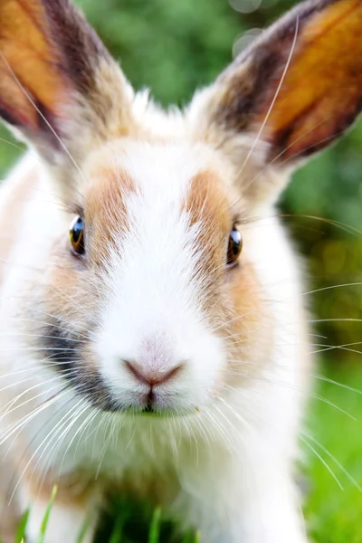 Милий кролик на траві — стокове фото