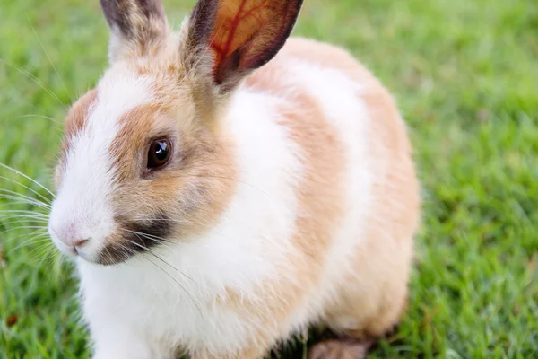 Lapin mignon lapin sur l'herbe — Photo