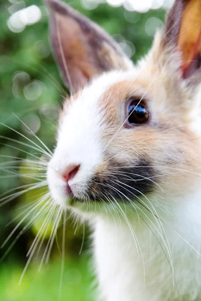 Coelho bonito coelho na grama — Fotografia de Stock